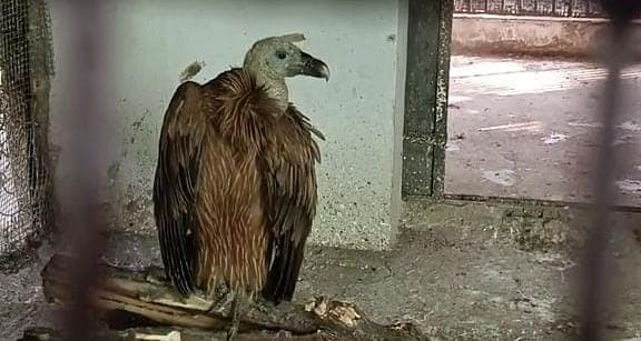 कानपुर चिड़ियाघर बढ़ाएगा हिमालयन गिद्ध का वंश, नर-मादा की पहचान के लिए IVRI बरेली भेजे जाएंगे सैंपल...