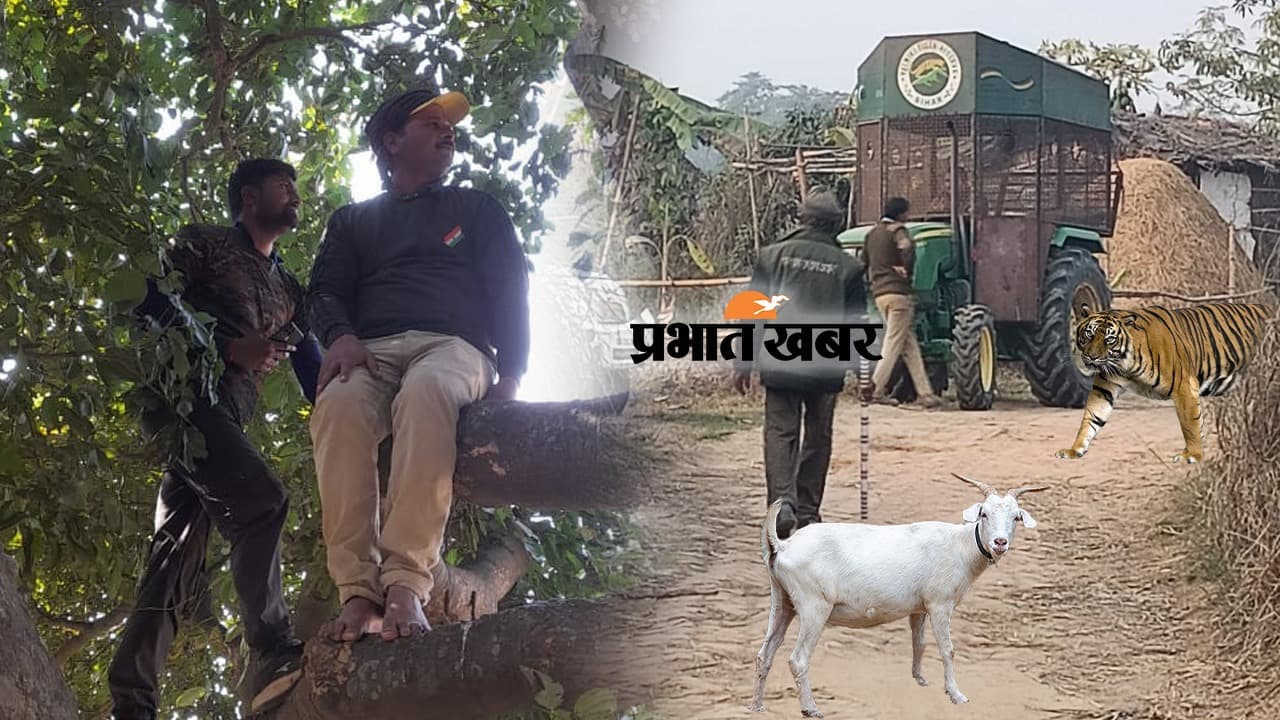 बिहारः सीतामढ़ी में बाघ से इंसानों की रक्षा के लिए खड़ी की गई बेचारी बकरी, जानें क्या है पूरा मामला..