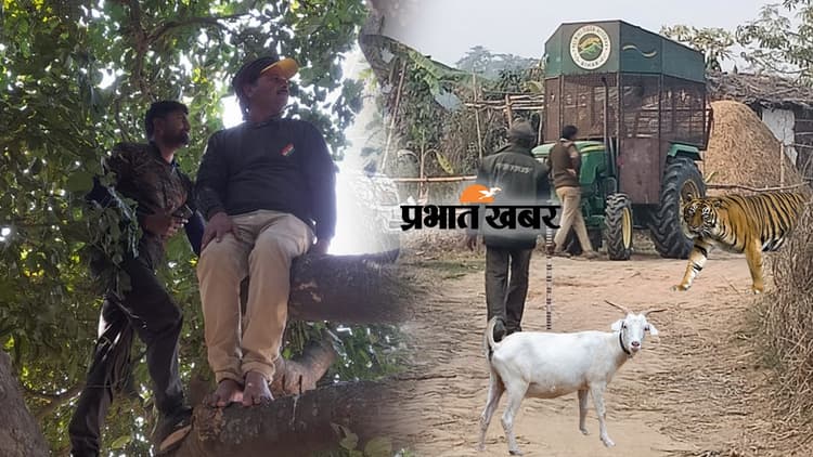 बिहारः सीतामढ़ी में बाघ से इंसानों की रक्षा के लिए खड़ी की गई बेचारी बकरी, जानें क्या है पूरा मामला..
