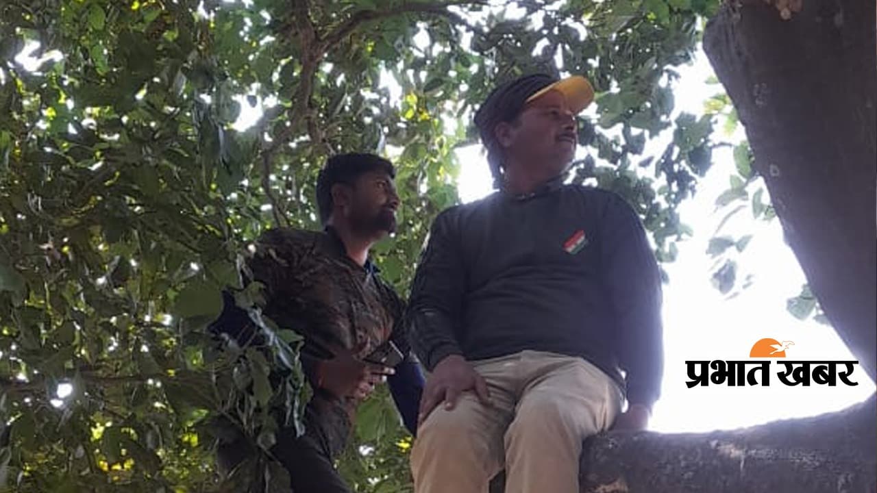 वाल्मीकि टाइगर रिजर्वः गन्ना के खेत में गैंडा ने जमाया डेरा, जानिए पेड़ पर क्यों बैठ गए वनकर्मी...