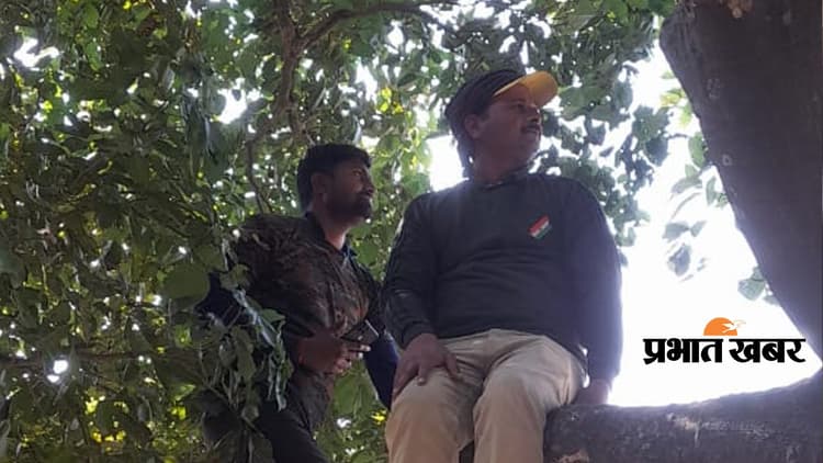 वाल्मीकि टाइगर रिजर्वः गन्ना के खेत में गैंडा ने जमाया डेरा, जानिए पेड़ पर क्यों बैठ गए वनकर्मी...