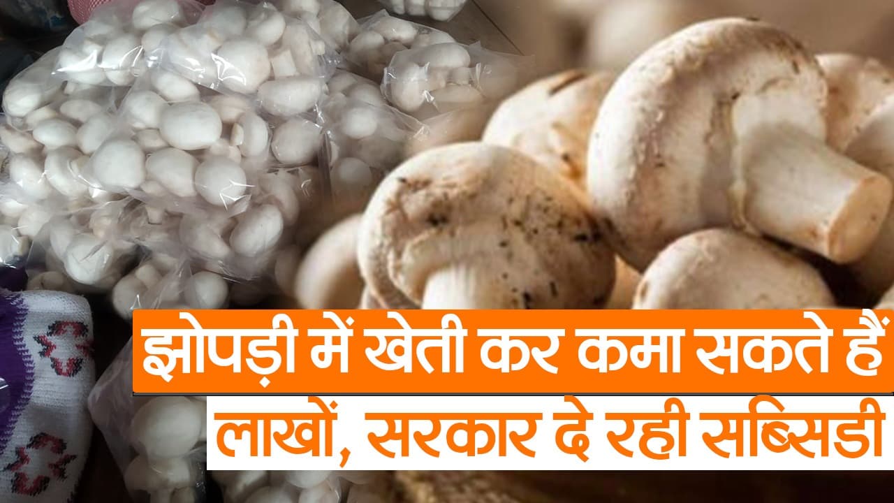 Video: बिहार के किसान झोपड़ी में खेती कर कमा सकते हैं लाखों रुपये,सरकार दे रही सब्सिडी, जानें कैसे उठायें फायदा