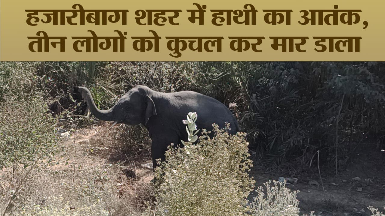 Video : हजारीबाग शहर में हाथी का आतंक, तीन लोगों को कुचल कर मार डाला