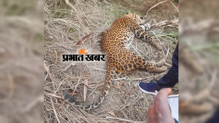 Wild Life News : बलरामपुर में तेंदुए का शव मिला, शरीर पर नहीं चोटों के निशान, जानिये क्या रहा कारण