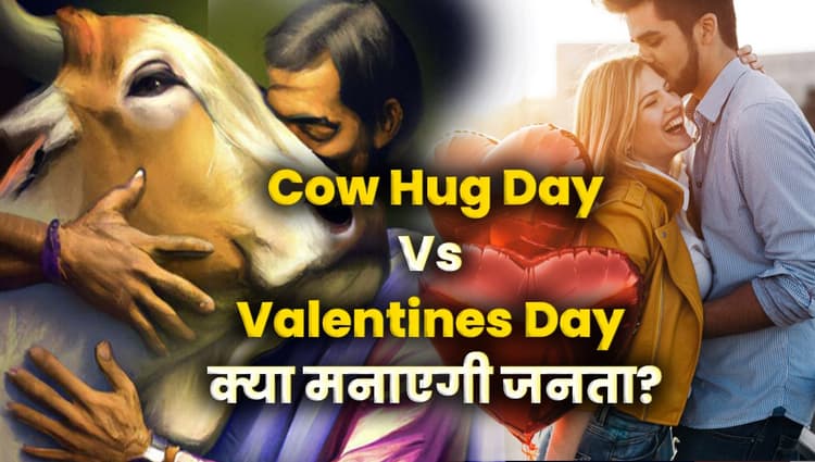 Valentine Day: 14 फरवरी को जैसे ही दिखे Cow वैसे ही लगा लें गले; Video