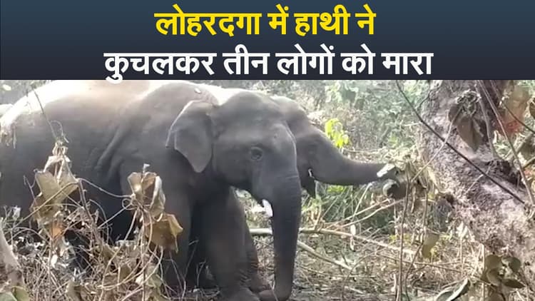 Video : लोहरदगा में हाथी ने कुचलकर तीन लोगों को मारा