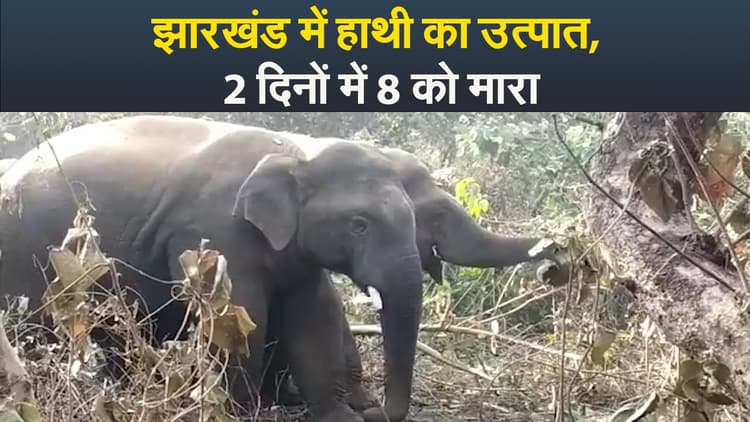 Video : झारखंड में हाथी का उत्पात, 2 दिनों में 8 को मारा तो इटकी में लगी धारा 144