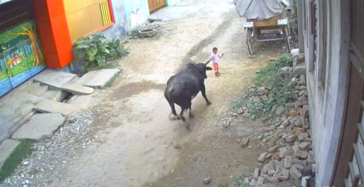 UP News : अलीगढ़ में आवारा सांड ने 4 साल के मासूम को रौंदा, दादा के साथ सुबह घूमने आये बच्चे की हालत गंभीर