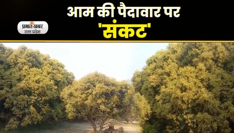 Malihabadi Mango Crop: आम के पेड़ों में अच्छी बौर से किसानों को बड़ी उम्मीद, Video