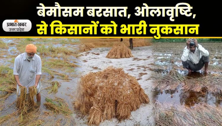 Farmer Story: यूपी में बेमौसम बारिश किसानों के लिए बनी आफत, खड़ी फसल तबाह