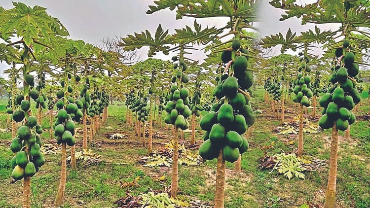 Papaya Farming: रेड लेडी पपीते की खुशबू से गुलजार हुई चंपारण की फिजां, एक लाख खर्च कर किसान कमा रहे 10 लाख