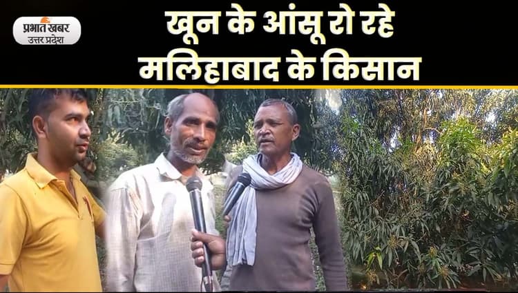 Malihabad Mango News: ओलावृष्टि से आम की फसल बर्बाद, खून के आंसू रो रहे मलिहाबाद के किसान