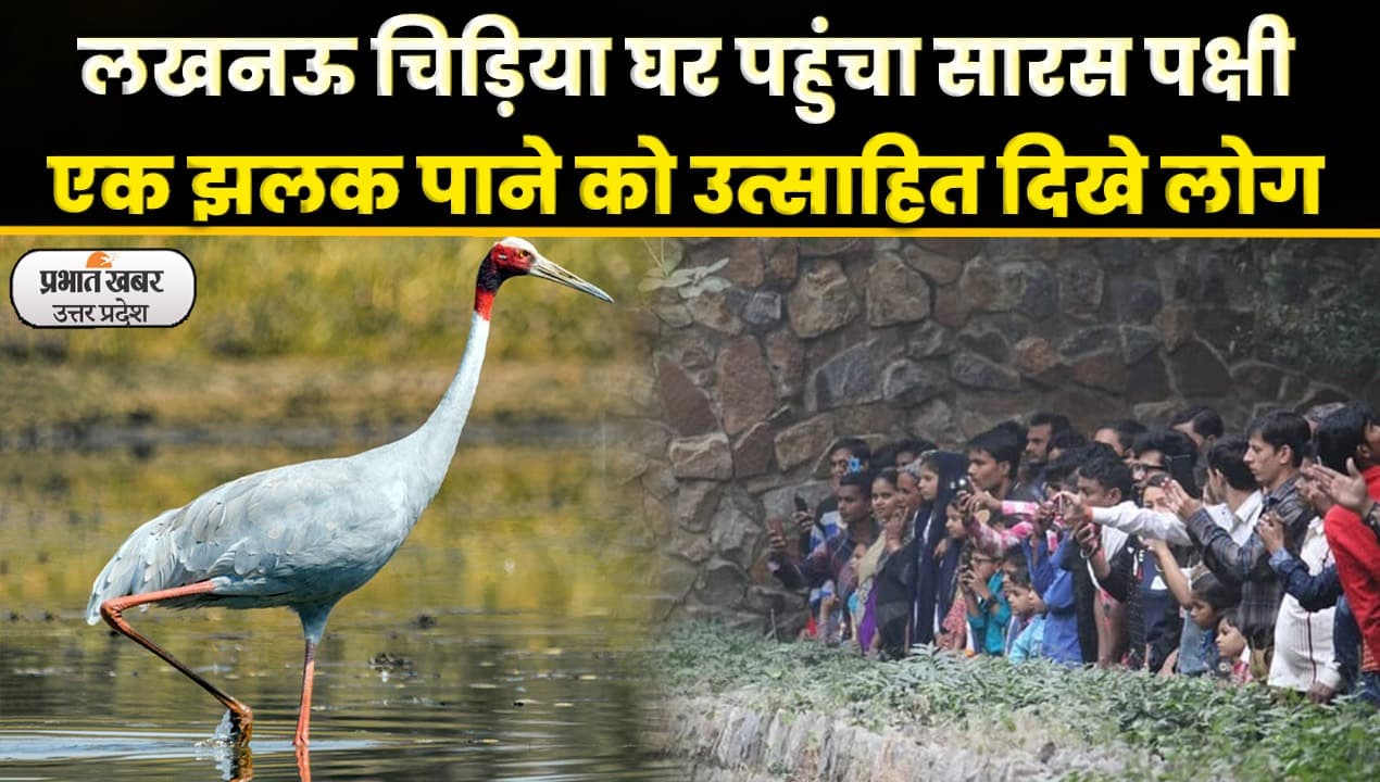 Sultanpur News: लखनऊ जू पहुंचा सुलतानपुर के अफरोज का सारस