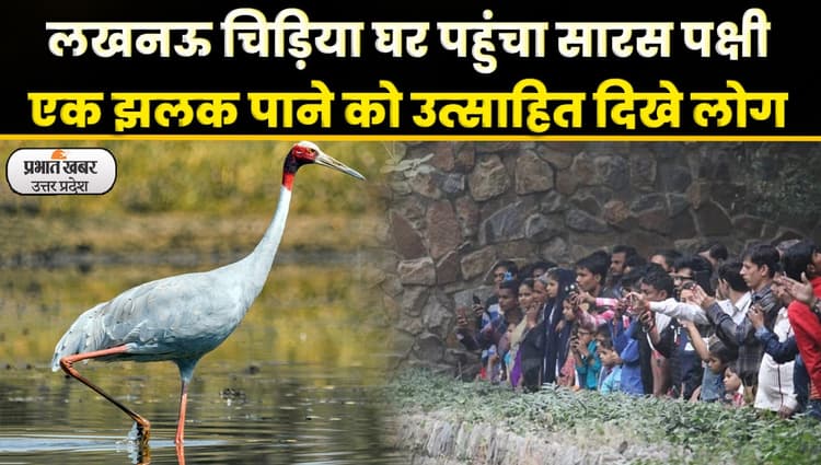 Sultanpur News: लखनऊ जू पहुंचा सुलतानपुर के अफरोज का सारस