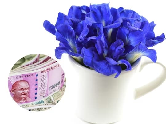 Auspicious Plant: भगवान विष्णु को प्रिय हैं अपराजिता के फूल, इस दिशा में पौधा को लगाने से होती है धन में बरकत