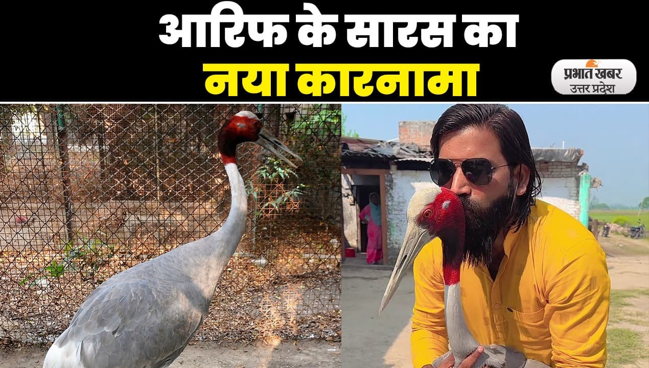 Arif Saras ki Dosti: कानपुर चिड़ियाघर में आरिफ के सारस का नया कारनामा, देखें Video
