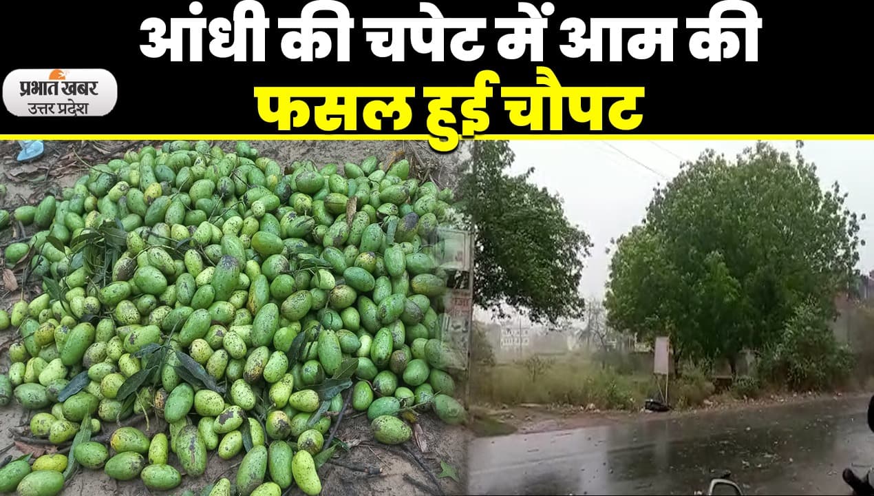 Malihabad Mango: लखनऊ में आंधी से बर्बाद हुई आम की फसल