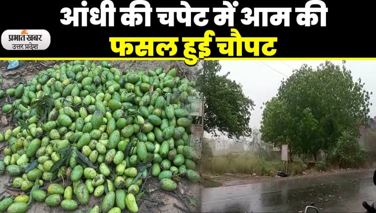 Malihabad Mango: लखनऊ में आंधी से बर्बाद हुई आम की फसल