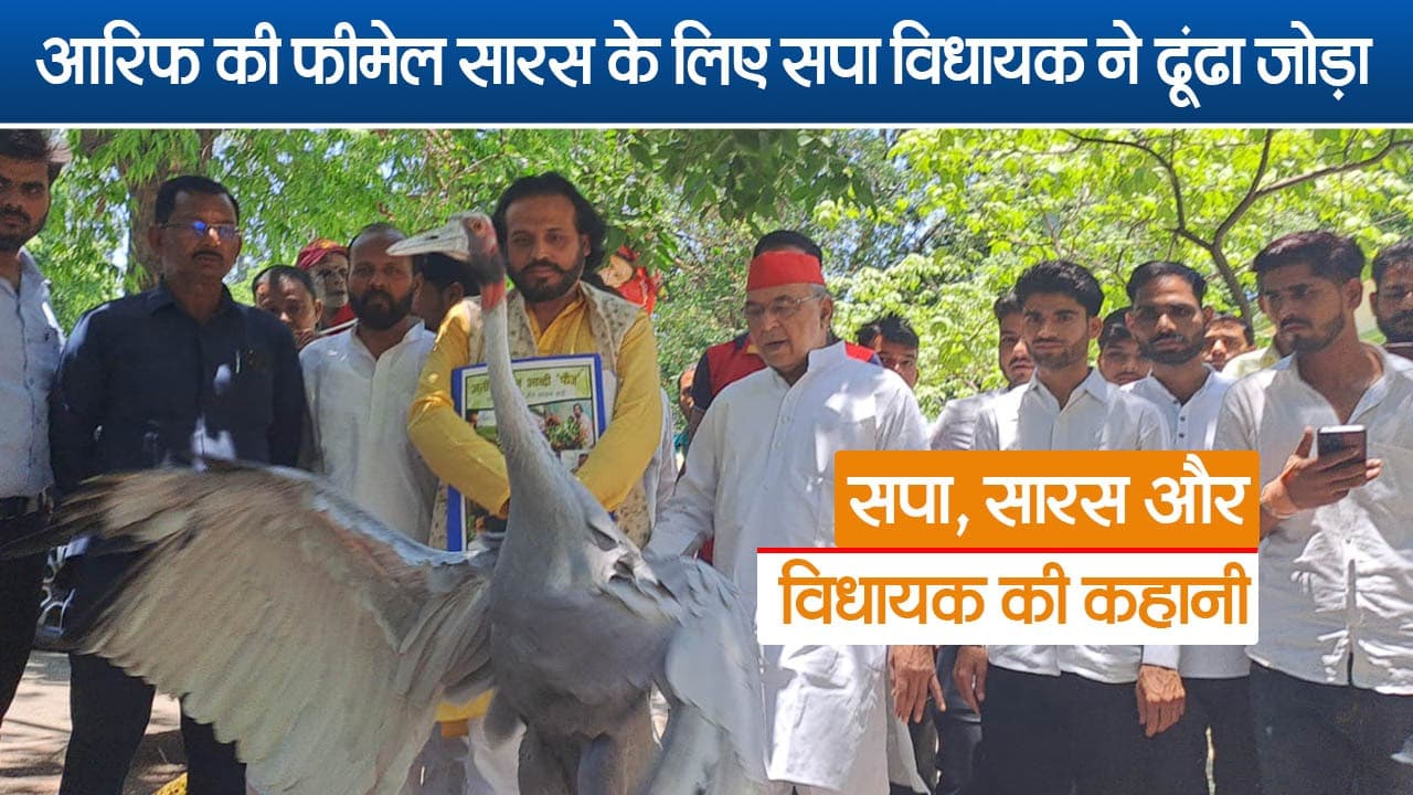 Saras News Today: विधायक रविदास मेहरोत्रा के सारस को अखिलेश यादव ने भेजा चिड़ियाघर