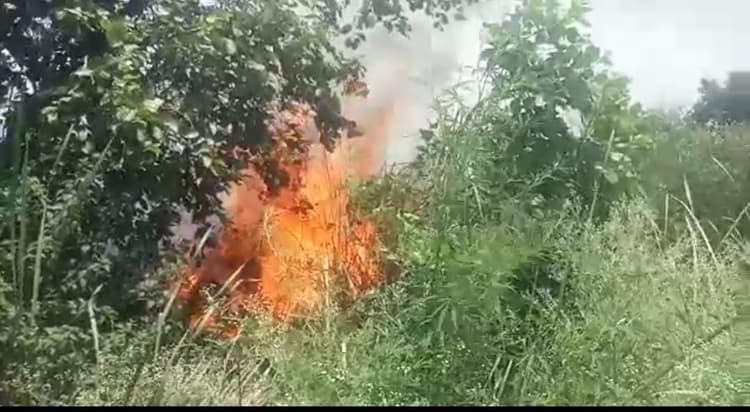 वर्ड सेंचुरी सूर सरोवर के जंगल में लगी भीषण आग, वन विभाग के कर्मचारियों ने जैसे- तैसे बचाई पक्षियों की जान