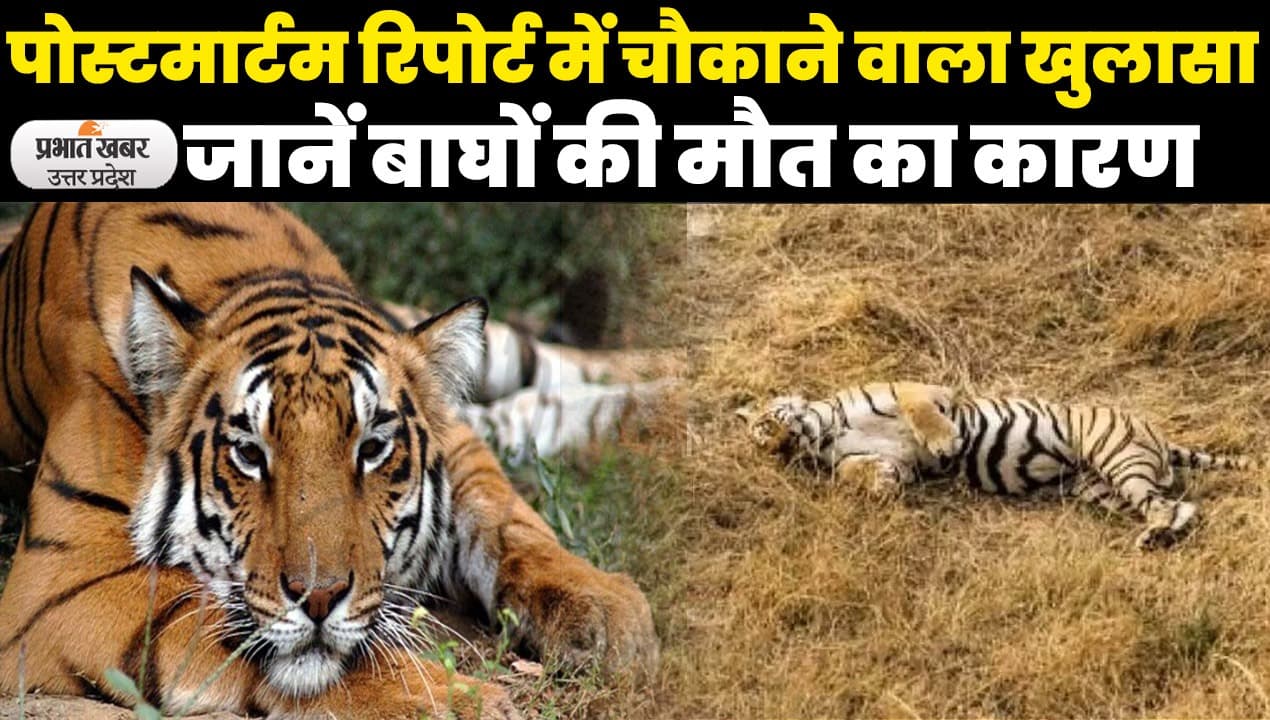 UP Tiger Death in Dudhwa: बाघों की मौत को लेकर पोस्टमार्टम रिपोर्ट में चौकाने वाला खुलासा