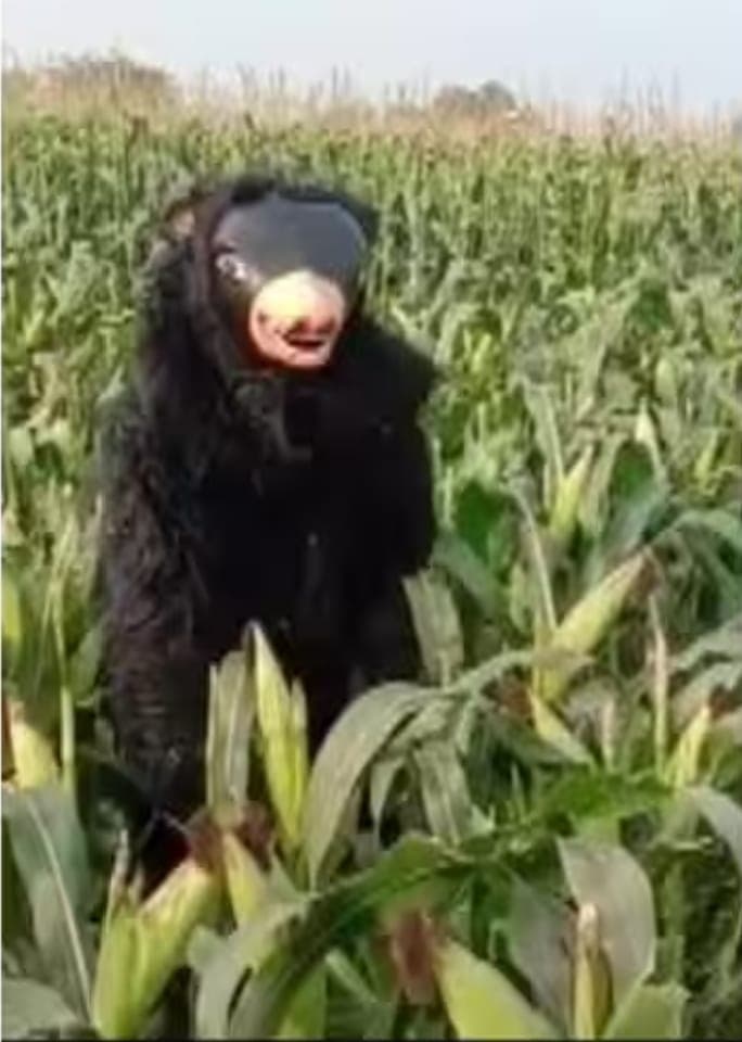 अजब-गजब: भालू कर रहा खेतों की रखवाली, जानें फसल बचाने के लिये किसान ने क्या भिड़ाई जुगत