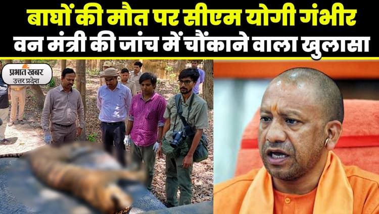 बाघों की मौत पर सीएम योगी ने लिया बड़ा एक्शन, फील्ड डायरेक्टर समेत 10 पर गिरी गाज