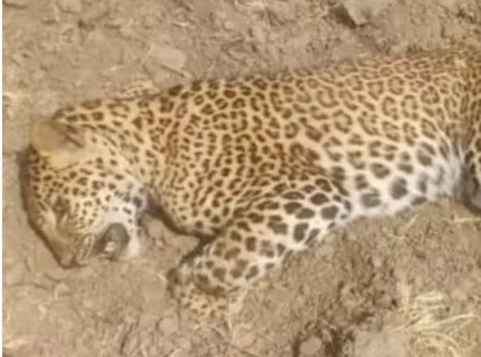 Dudhwa national park : पीलीभीत रेंज में मृत मिला तेंदुआ, मौत की जांच में जुटा वन विभाग, पोस्टमार्टम खोलेगा राज