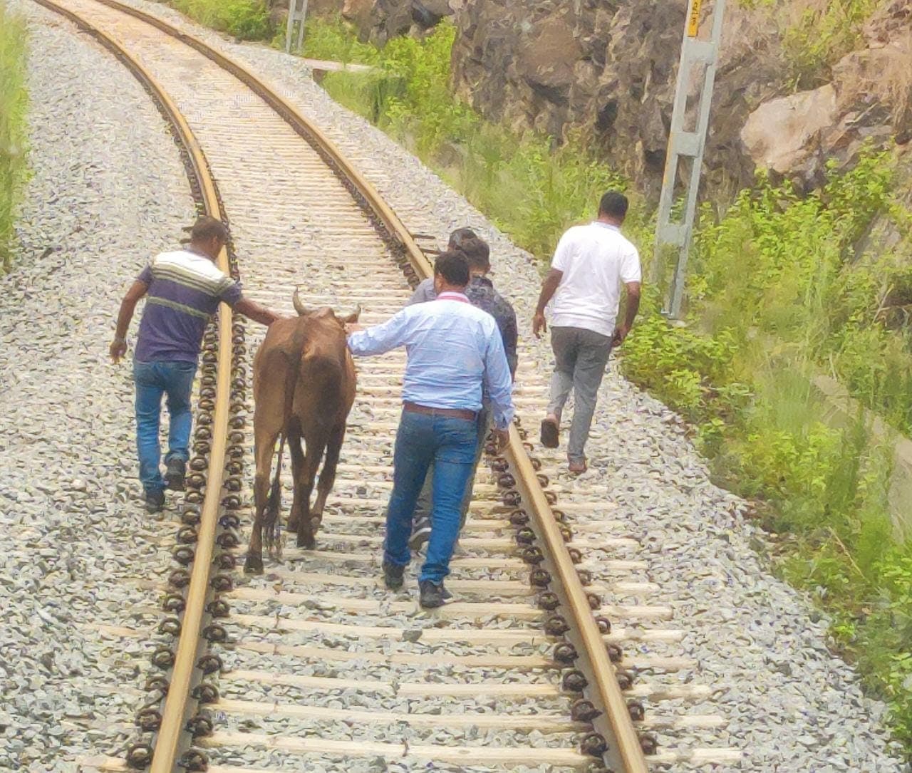 Vande Bharat Express के ट्रैक पर अचानक आ गयी गाय, ड्राइवर को लगानी पड़ी इमरजेंसी ब्रेक, जानिए फिर क्या हुआ?