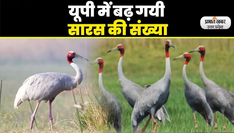यूपी में रंग लाई सारस संरक्षण की मुहिम, 19,600 पहुंची संख्या, 11 साल में 73 फीसदी इजाफा