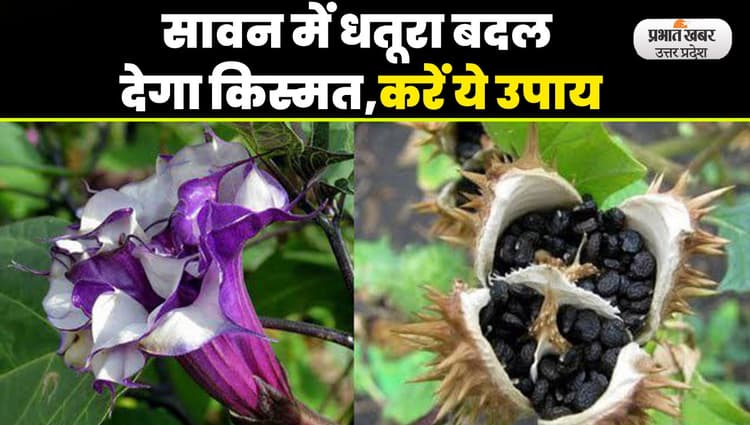 Sawan Maas 2023: सावन में धतूरे का ये उपाय बदल देगा किस्मत, शिव जी प्रसन्न होकर बरसाएंगे कृपा
