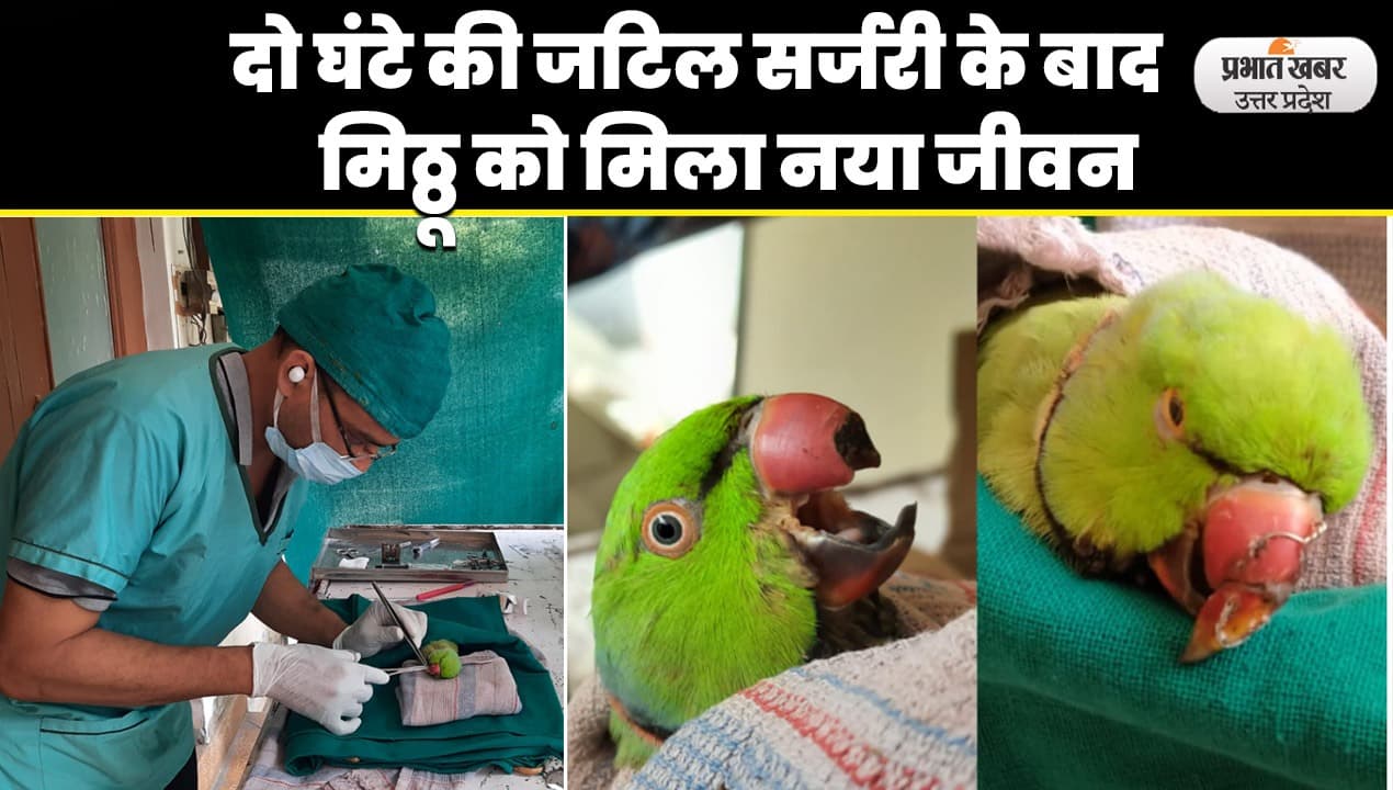 Aligarh Parrot News: पंखे से कटी तोते की चोंच को दो घंटे सर्जरी कर जोड़ा, मिठ्ठू को मिला नया जीवन