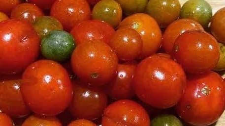 नेपाल बार्डर पर टमाटर की तस्करी कराने वाले सीमा शुल्क अधीक्षक सहित 4 अफसर निलंबित, ऑपरेशन कवच से बढ़ी कीमतें