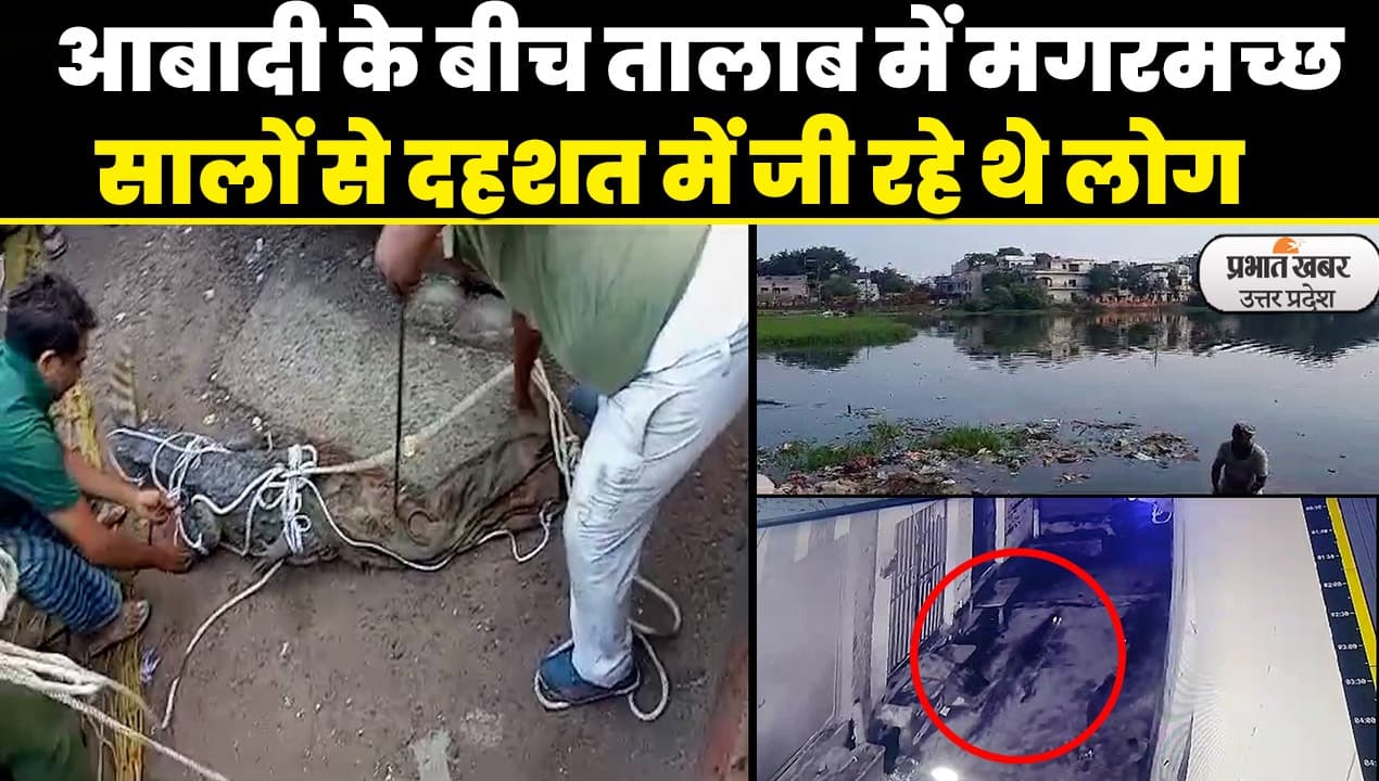 Aligarh News: आबादी के बीच तालाब से पकड़ा गया विशालकाय मगरमच्छ, कई सालों से दहशत में थे यहां के लोग