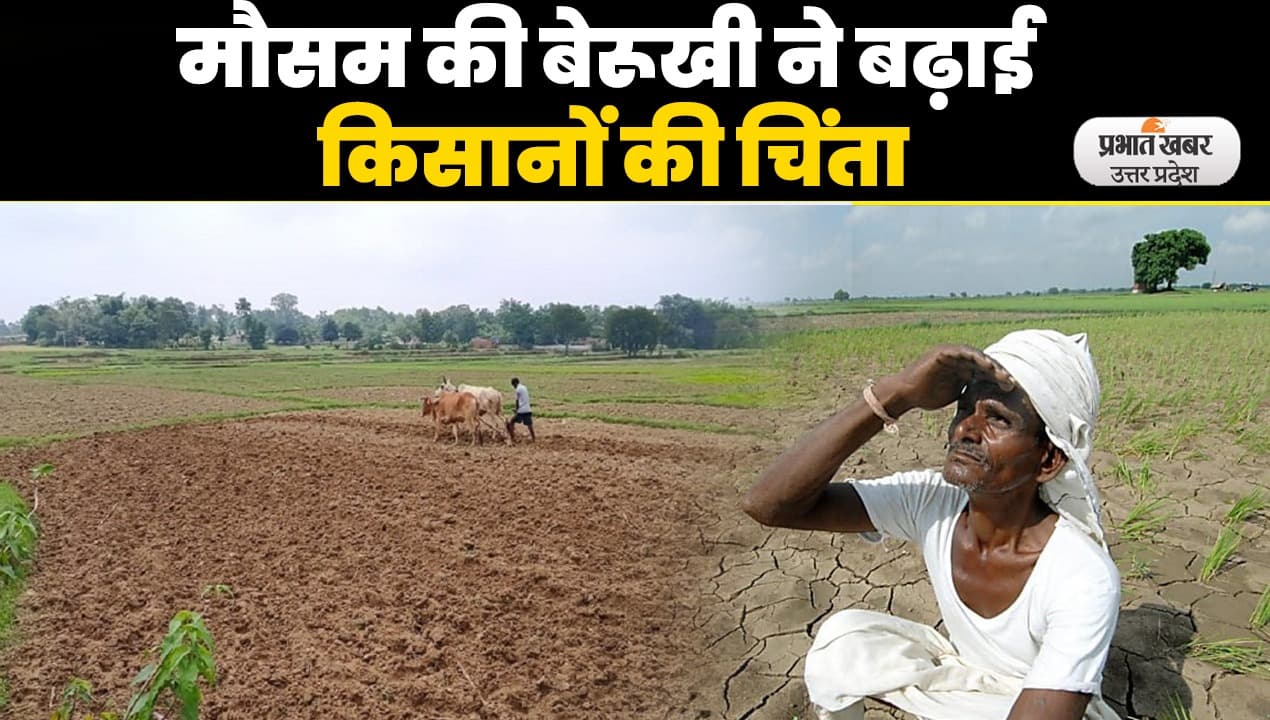 UP Weather: मॉनसून की बेरुखी से किसानों के माथे पर चिंता की लकीरें, बढ़ते तापमान से मुरझा रही धान की फसल