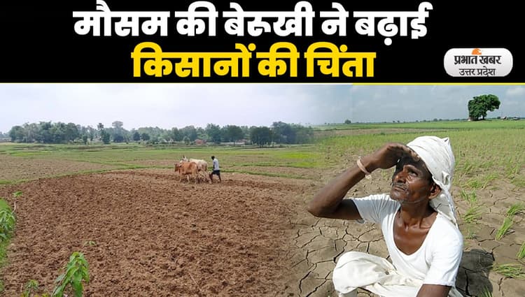 UP Weather: मॉनसून की बेरुखी से किसानों के माथे पर चिंता की लकीरें, बढ़ते तापमान से मुरझा रही धान की फसल