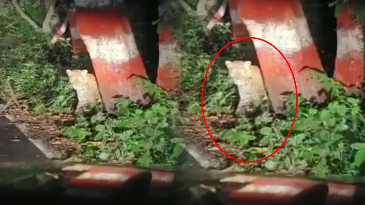 वाल्मीकिनगर स्टेट हाईवे पर रात के अंधेरे में सड़क पर निकला खूंखार तेंदुआ, देखते ही बाइक सवार का छूटा पसीना