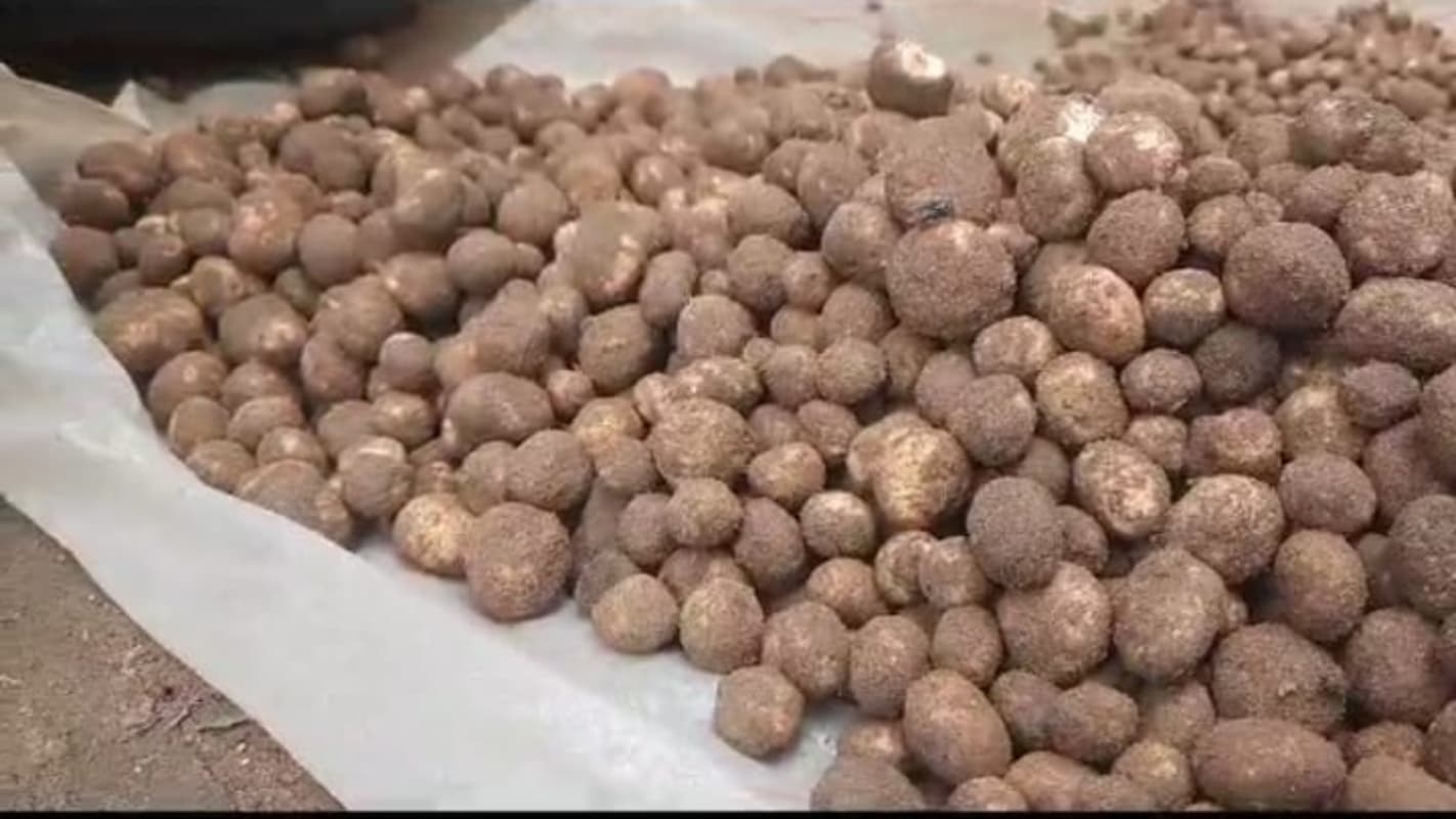 Jharkhand Food  : झारखंड का वेज मटन रूगड़ा, स्वाद और सेहत के मामले में एकदम तगड़ा