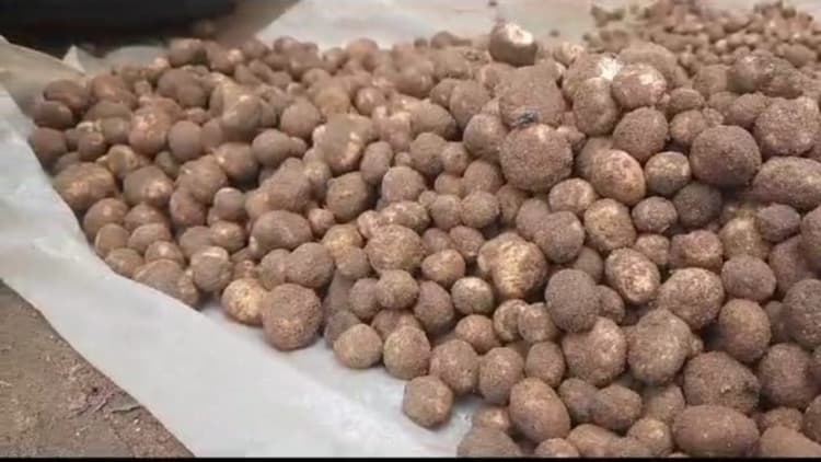 Jharkhand Food  : झारखंड का वेज मटन रूगड़ा, स्वाद और सेहत के मामले में एकदम तगड़ा