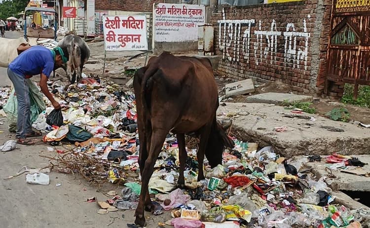 UP News : सफाई कर्मचारियों की हड़ताल, आगरा में बदबू और गंदगी से लोगों का हुआ बुरा हाल