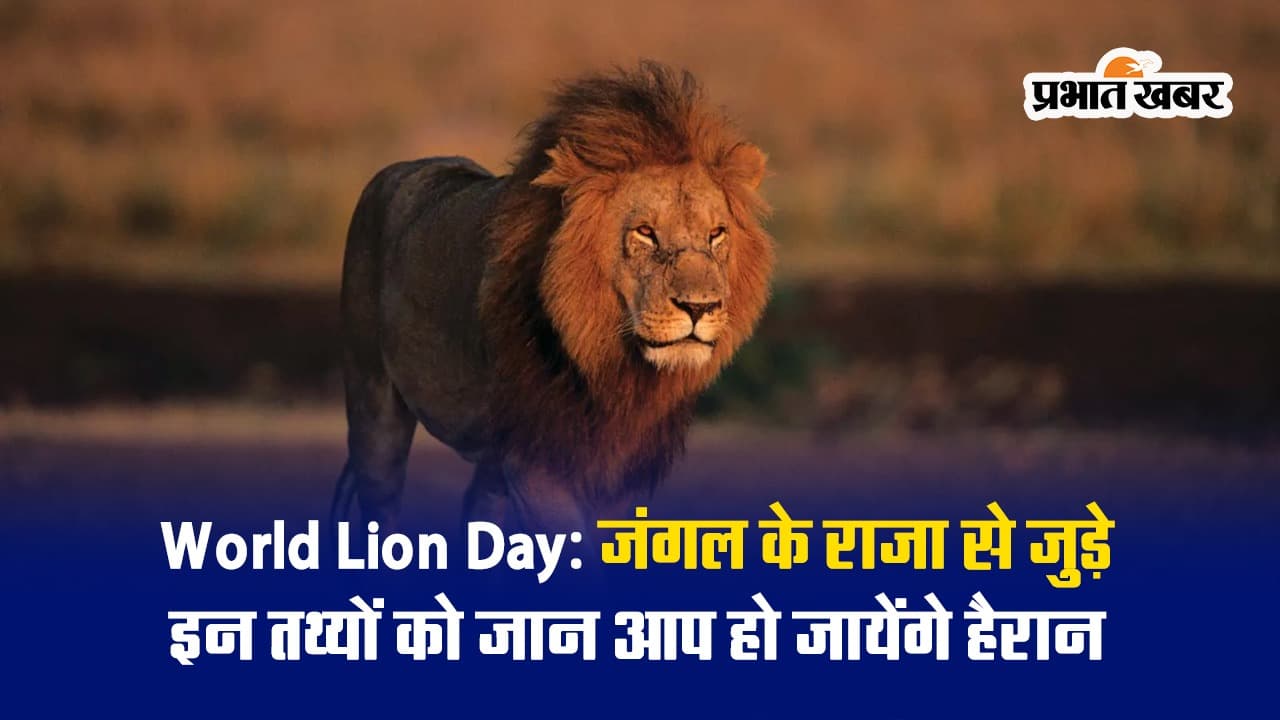 World Lion Day पर जानें शेर से जुड़े रोचक तथ्य