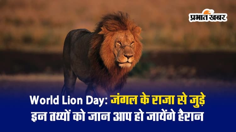 World Lion Day पर जानें शेर से जुड़े रोचक तथ्य