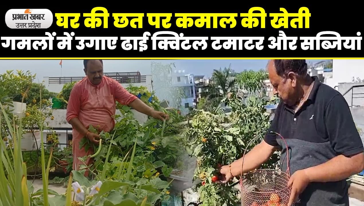 लखनऊ में शख्स ने घर की छत को बनाया खेत, गमलों में ही उगाया दिया ढाई क्विंटल टमाटर और सब्जियां
