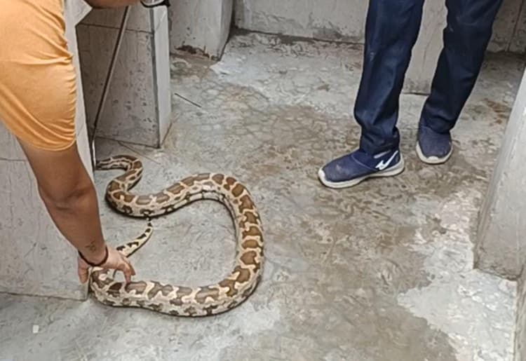 प्राथमिक विद्यालय में पहुंच गया अजगर, डर के मारे बच्चे क्लास रूम में छिपे, वाइल्डलाइफ एसओएस ने किया रेस्क्यू