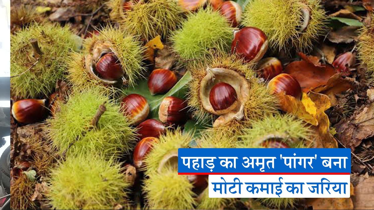 Uttrakhand News : उत्तराखंड में अंग्रेजों के रोप पौधे बरसा रहे नोट देंखे Video