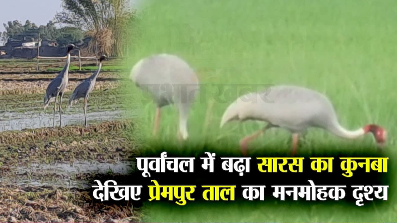 Gorakhpur News: पूर्वांचल में सारस के कलरव से गूंज रहा प्रेमपुर ताल