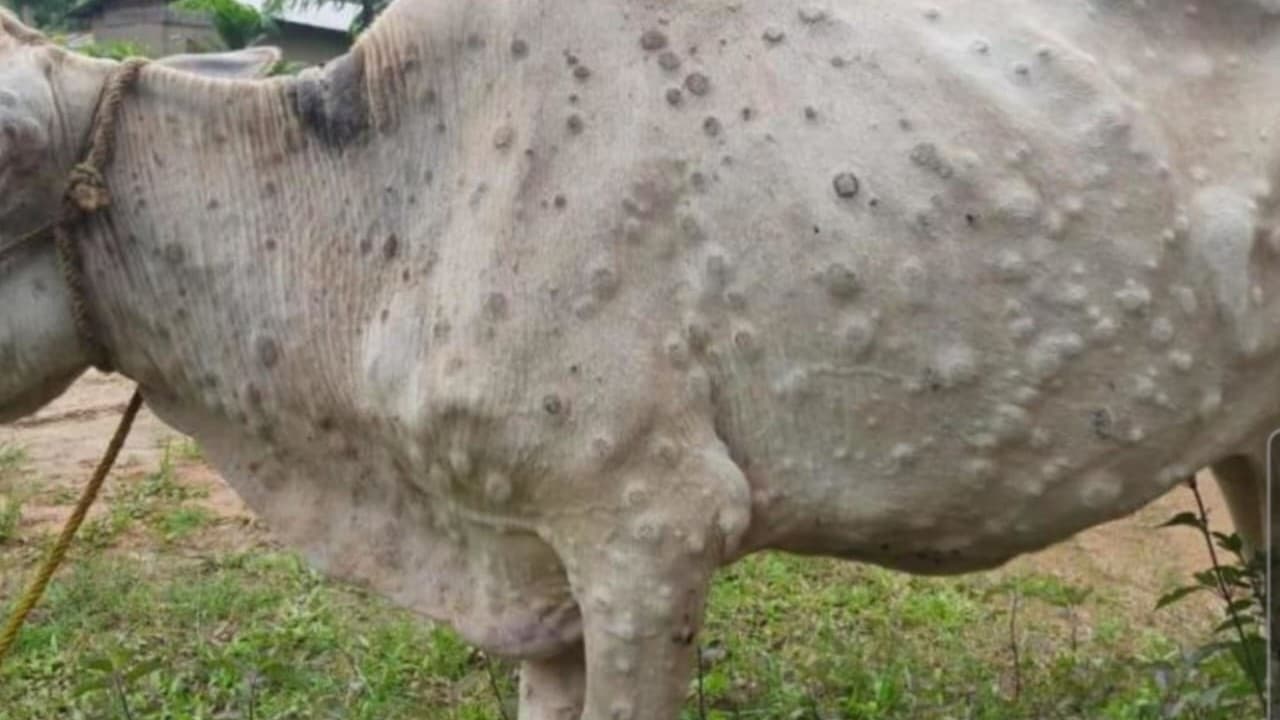 Lumpy Skin Disease: लंपी रोग दुधारू पशुओं के लिए बना संकट, अलीगढ़ में रोकथाम के लिए 62 टीमें हुई गठित