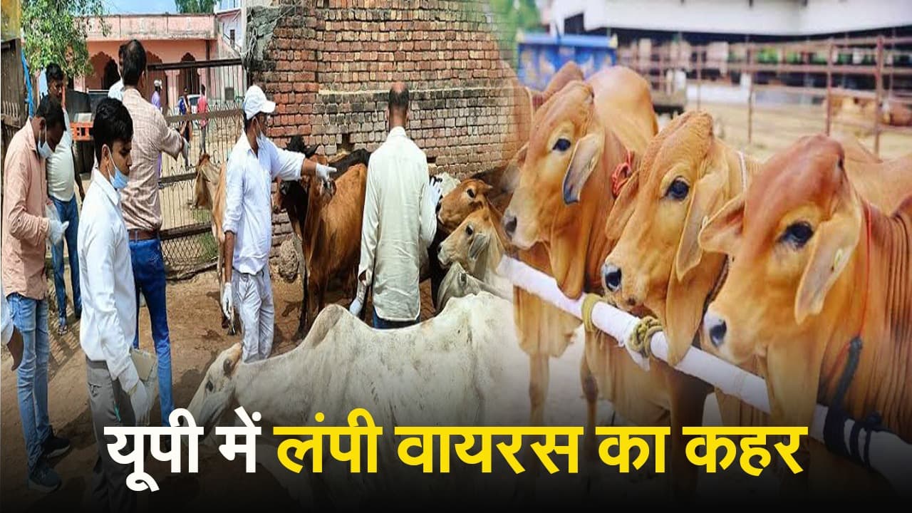 Cow Lumpy Skin Disease: लंपी वायरस से बचाव के लिए एक्शन मोड में CM योगी