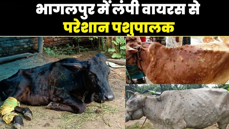 VIDEO: लंपी वायरस से मवेशियों को बचाने का आसान तरीका, जानिए क्यों बेजुबानों की हो रही मौत