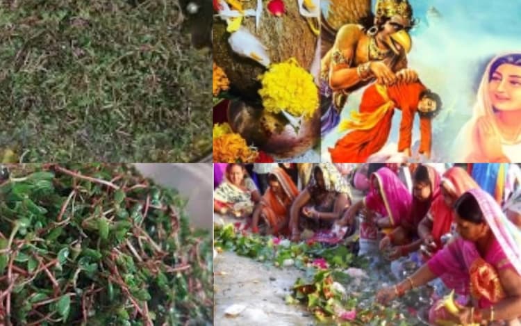 Jitiya Vrat 2023 : नोनी साग के बिना सूना है जितिया का पारण